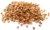 coriandre
