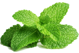 menthe