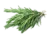 romarin