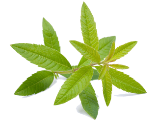 verveine
