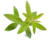 verveine