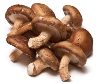 champignon Shiitake