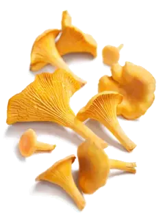 champignon Chanterelle jaune