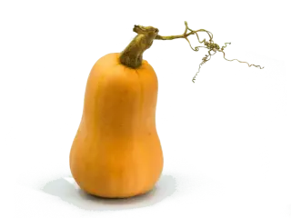 courge butternut