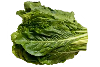 feuille de blette