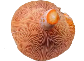 champignon Sanguin