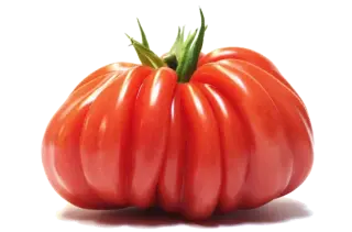 tomate "Coeur de Boeuf"
