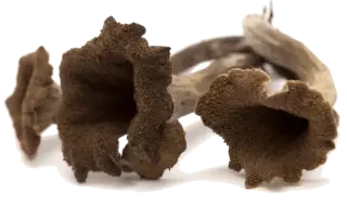champignon Trompette de la Mort